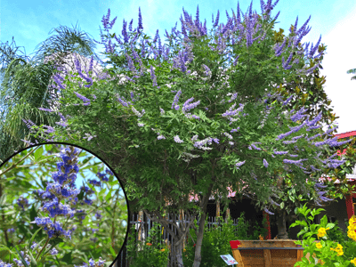 Vitex Tree with Purple Flowers