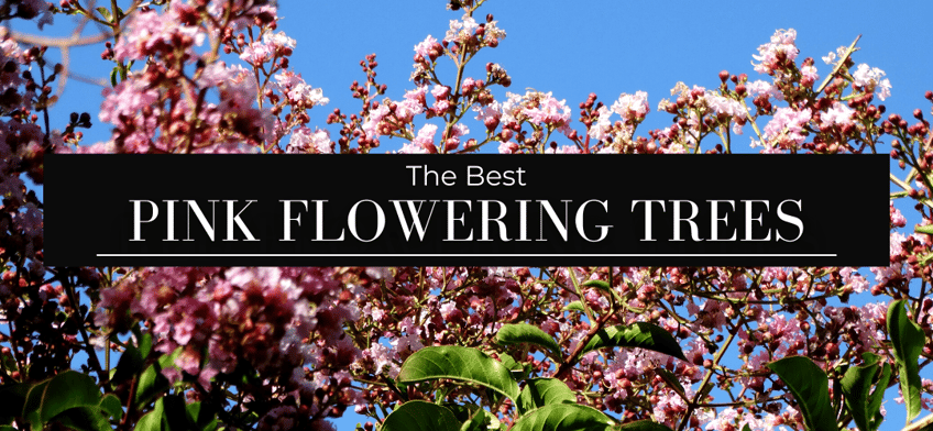 The Best Pink Flowering Trees The Best Pink Flowering Trees