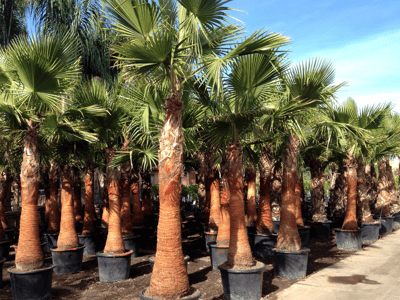 Hybrid Mexican Fan Palm for sale at Moon Valley Nurseries