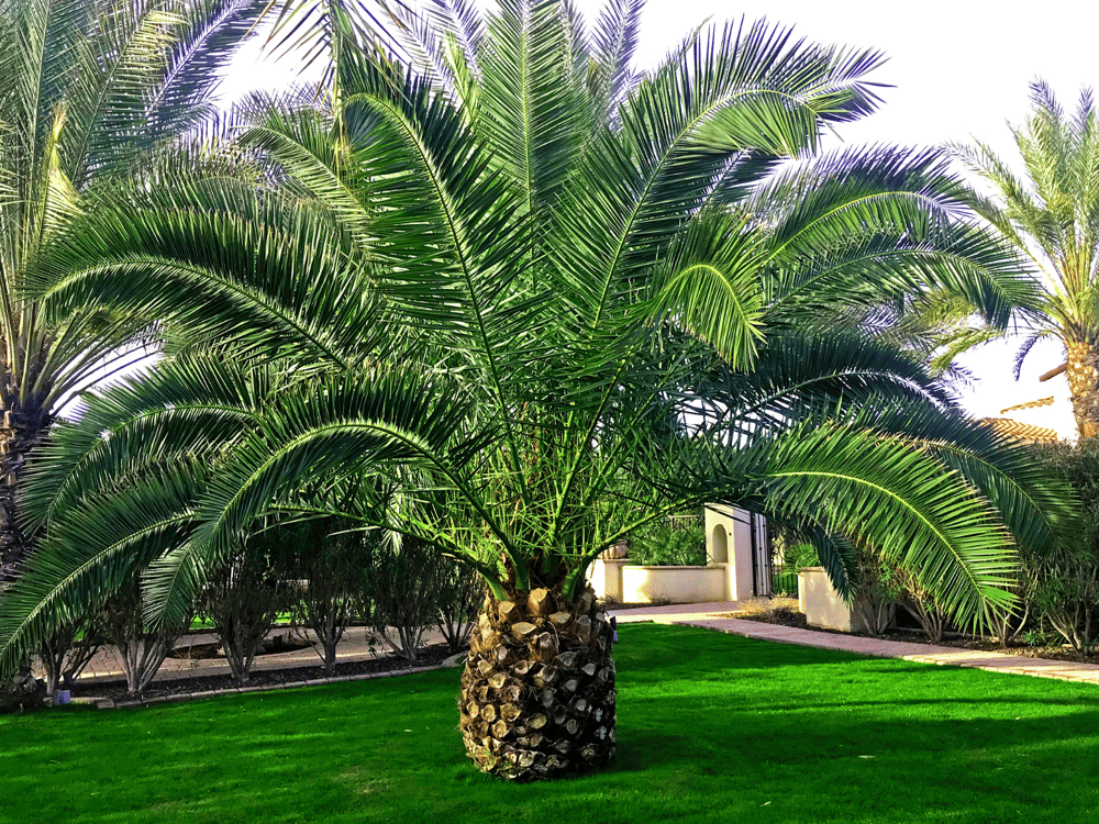 How To Create A Outdoor Oasis With Palms, Trees, & Shrubs