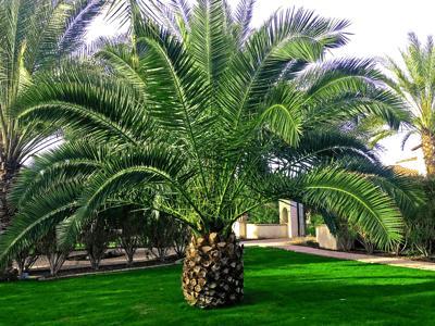 Canary Island Pineapple Date Palm