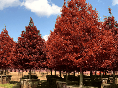 Shumard Red Oak trees for sale at Moon Valley Nurseries