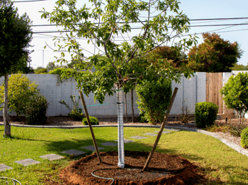 double staked tree with mulch around tree