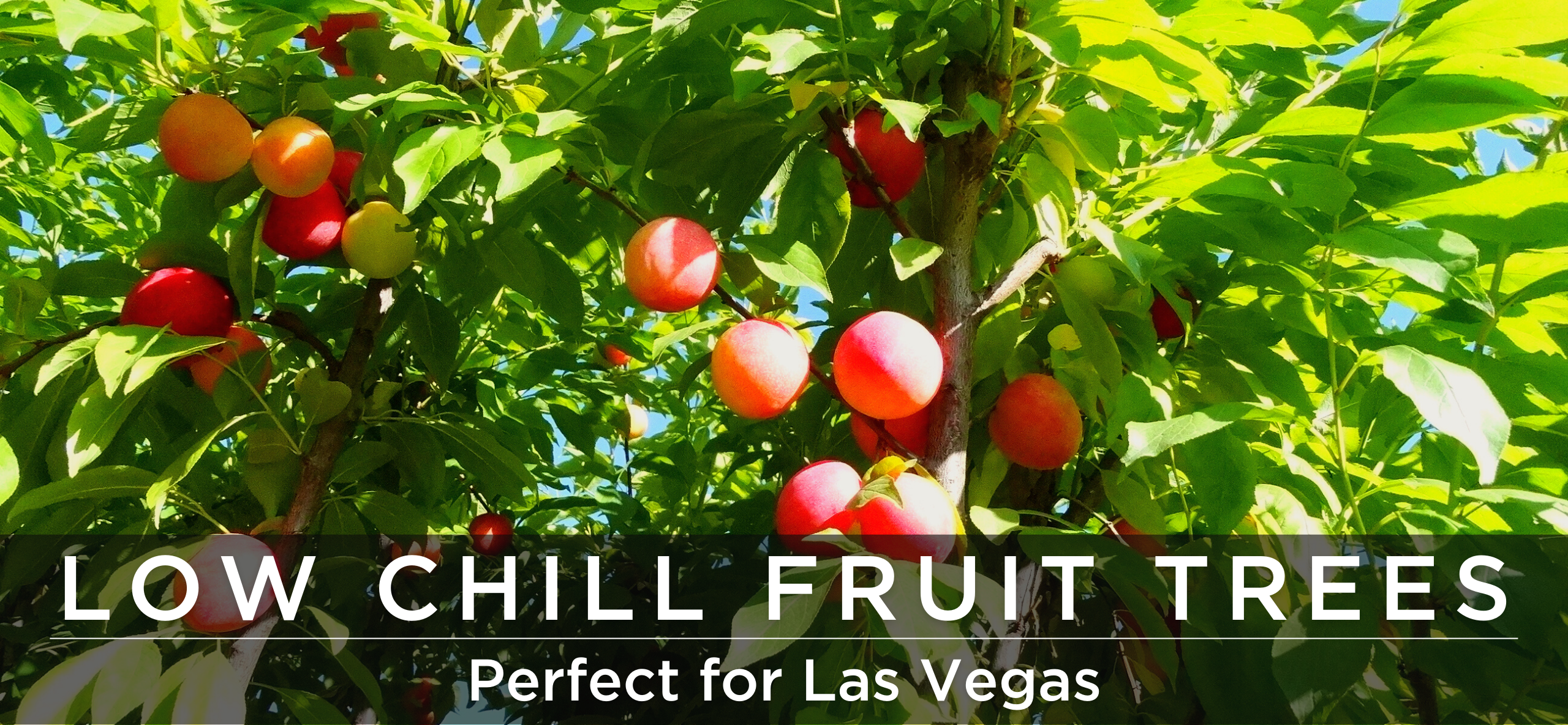 Low Chill Fruit Trees Perfect for Las Vegas Updated for 2022