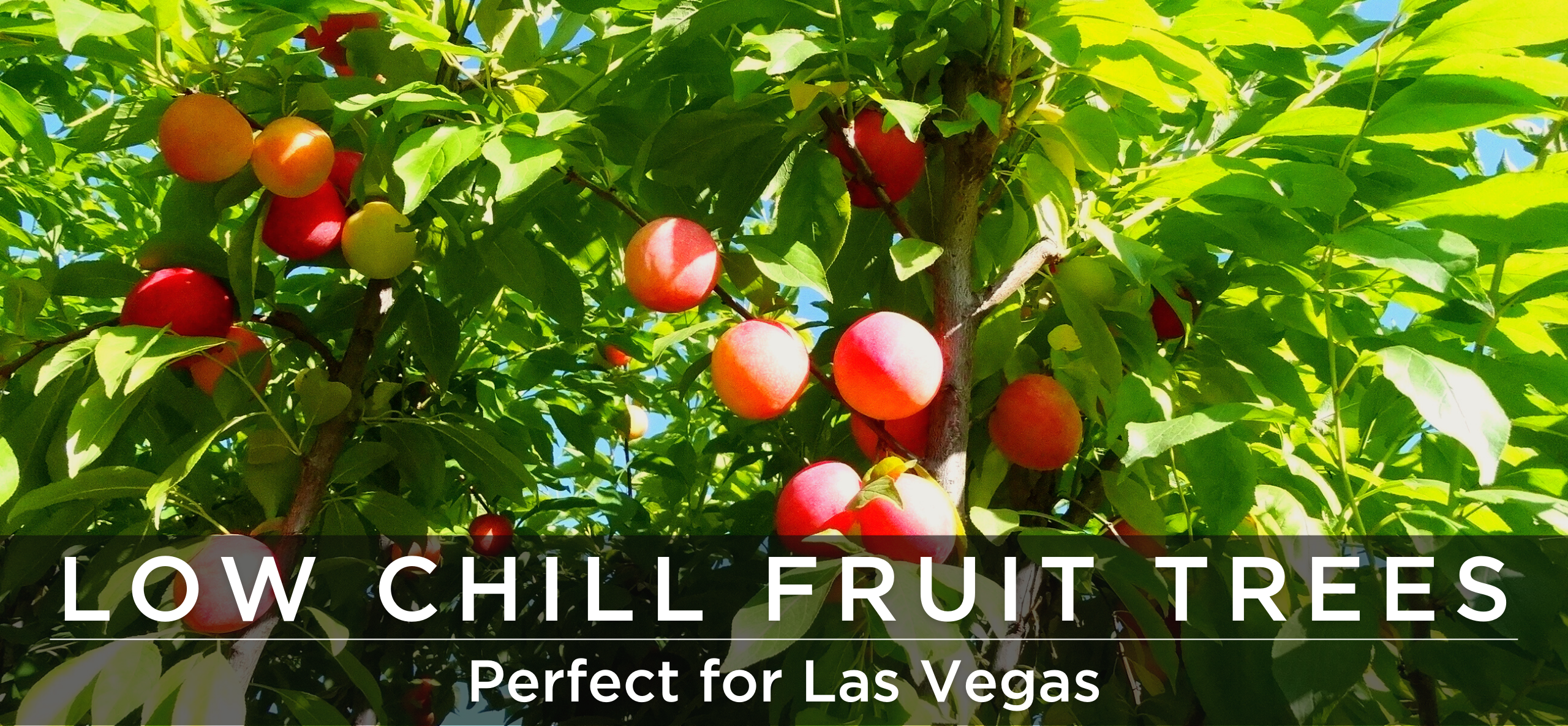 Vegas low chill fruit varieties blog header