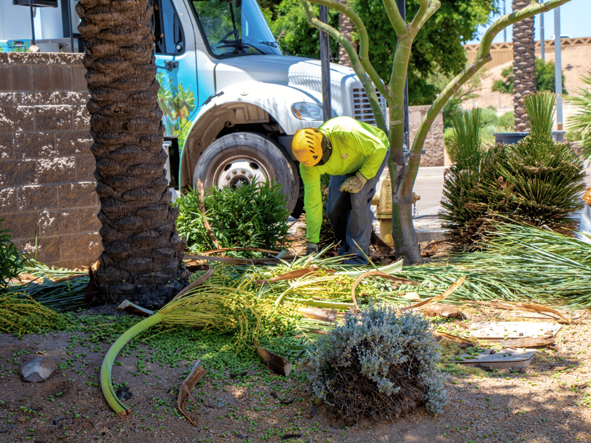 How to Trim Palm Trees in Arizona