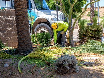 Tree care team cleaning trimmed palm fronds