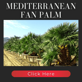 Mediterranean Fan palm