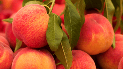 peaches on stem