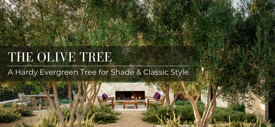 Olive tree header