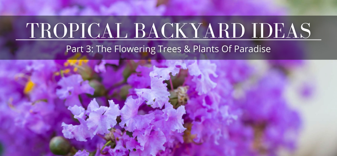 tropical backyard ideas - part 3: The flowering trees & Plants of paradise