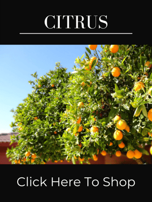 Shop Citrus Trees