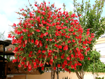Red Lemon Bottlebrush Tree