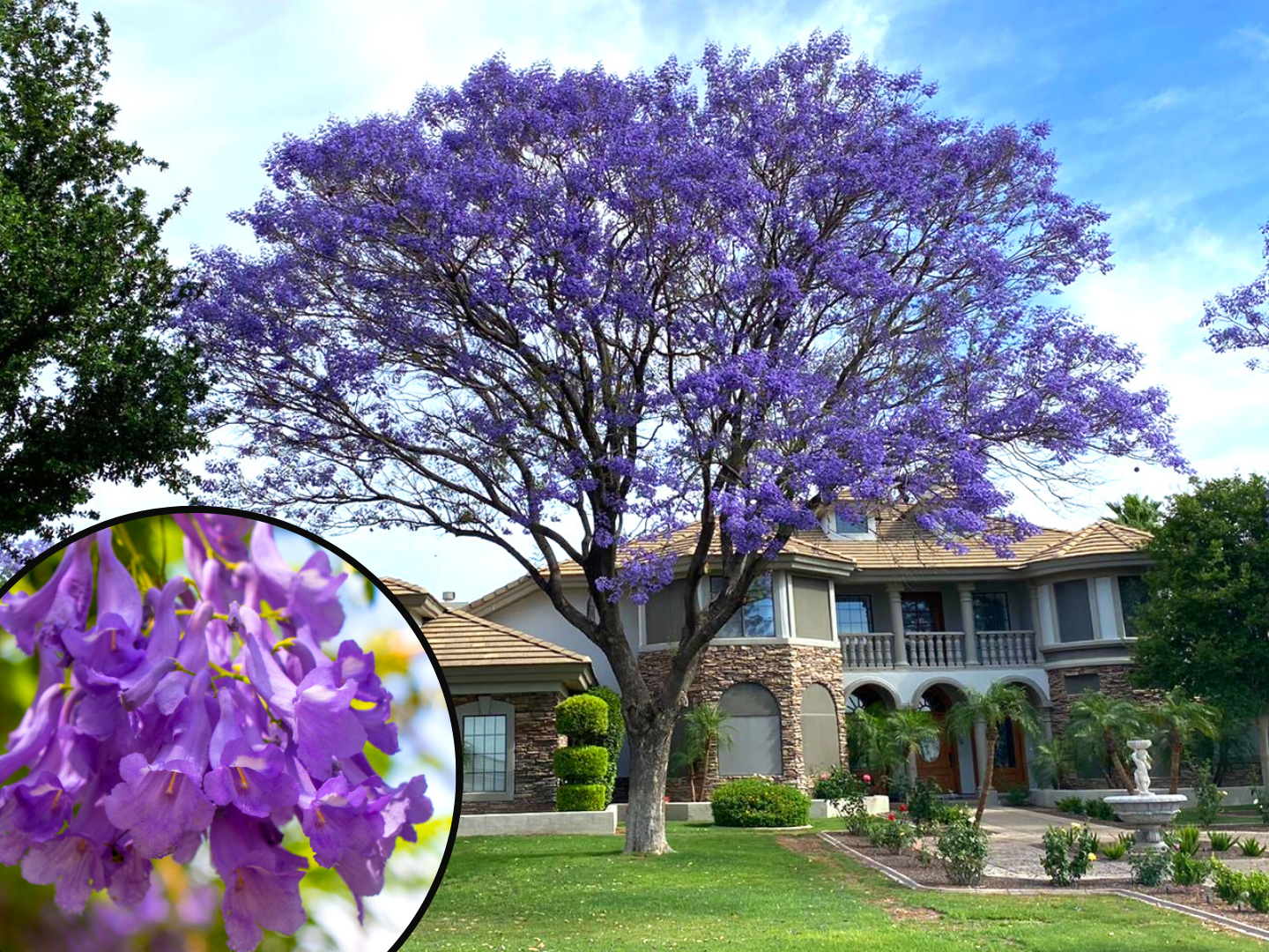 purple jacaranda tree