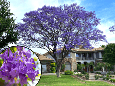 Jacaranda Tree with Purple Flowers