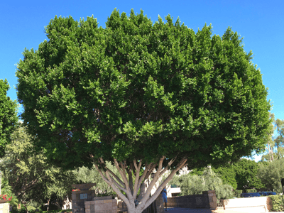 Ficus nitida Indian Laurel