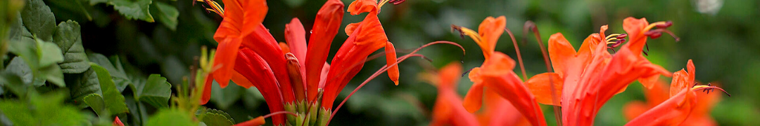 cape honeysuckle header