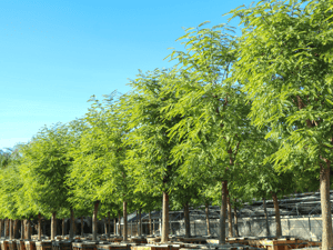 Tipu Tree for sale at Moon Valley Nurseries with Yellow Flowers