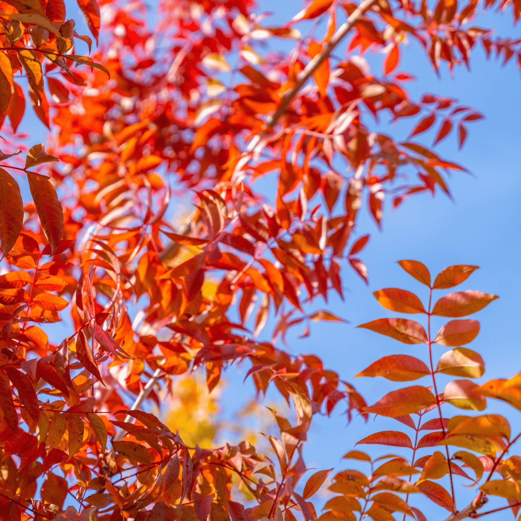 Colorful Fast Growing Tree 7 Best Fast Growing Trees for Vibrant Fall Color