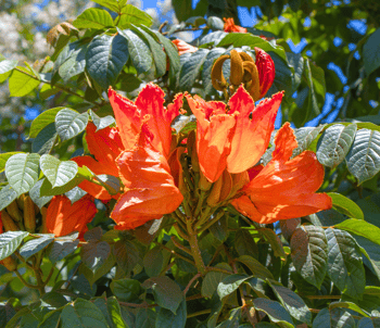 African Tulip tree bloom close up
