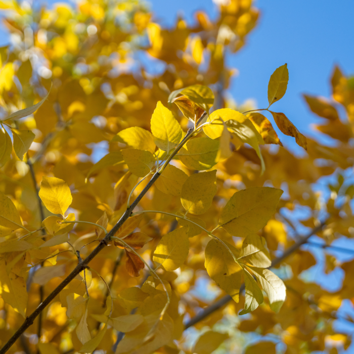 7 Best Fast Growing Trees for Vibrant Fall Color