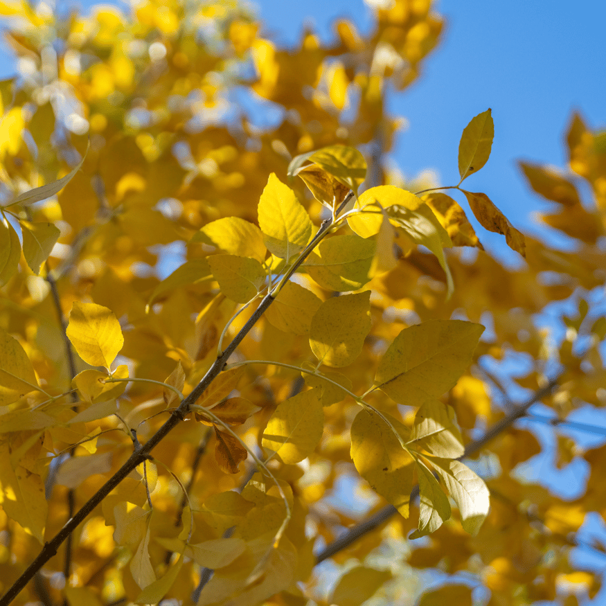 Colorful Fast Growing Tree 7 Best Fast Growing Trees for Vibrant Fall Color