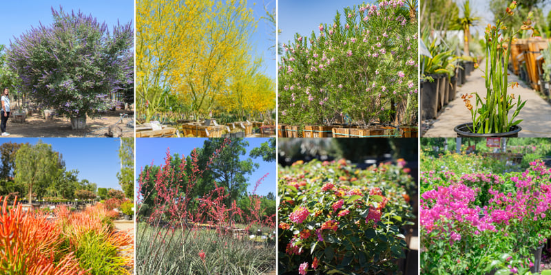 Desert Native Trees & Plants
