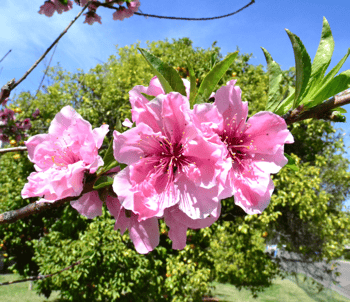 Peach Tree bloom close up
