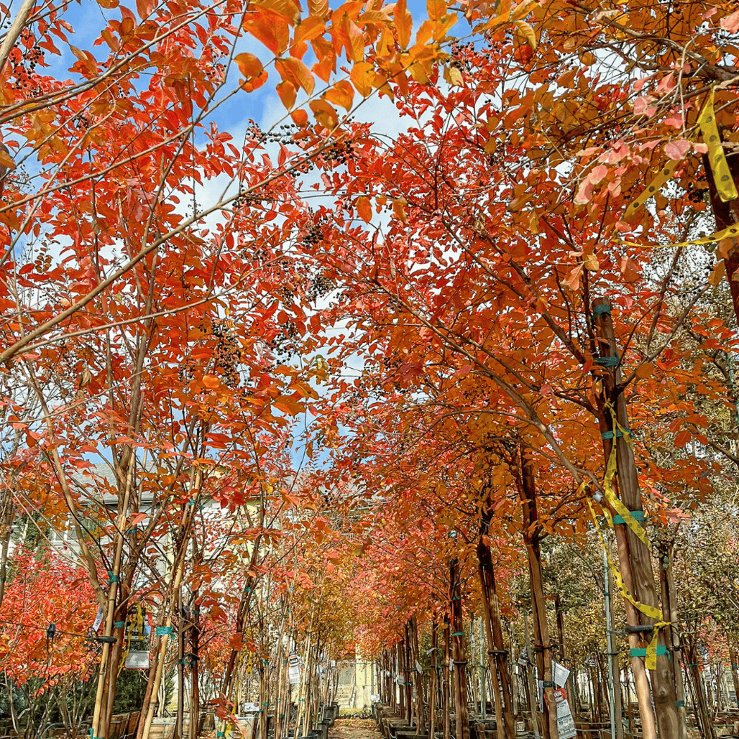 Colorful Fast Growing Tree 7 Best Fast Growing Trees for Vibrant Fall Color