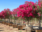 Adelfa con flores rosadas y rojas