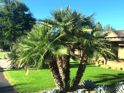 Multi-trunk Mediterranean Fan Palm