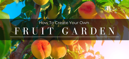 Create Your Own Fruit Garden