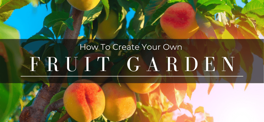 Create your own fruit garden