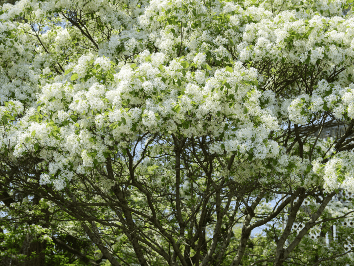 White Flowering Trees for Texas