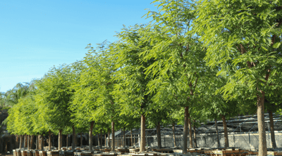 Tipu Tree for sale at Moon Valley Nurseries with Yellow Flowers