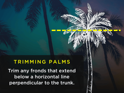 Palm trimming infographic