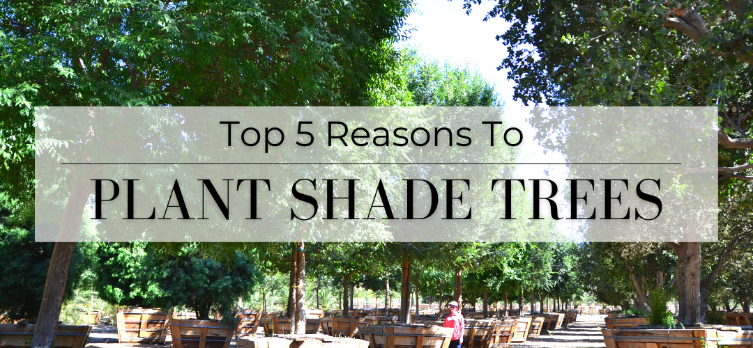 top 5 reasons to plant shade trees header