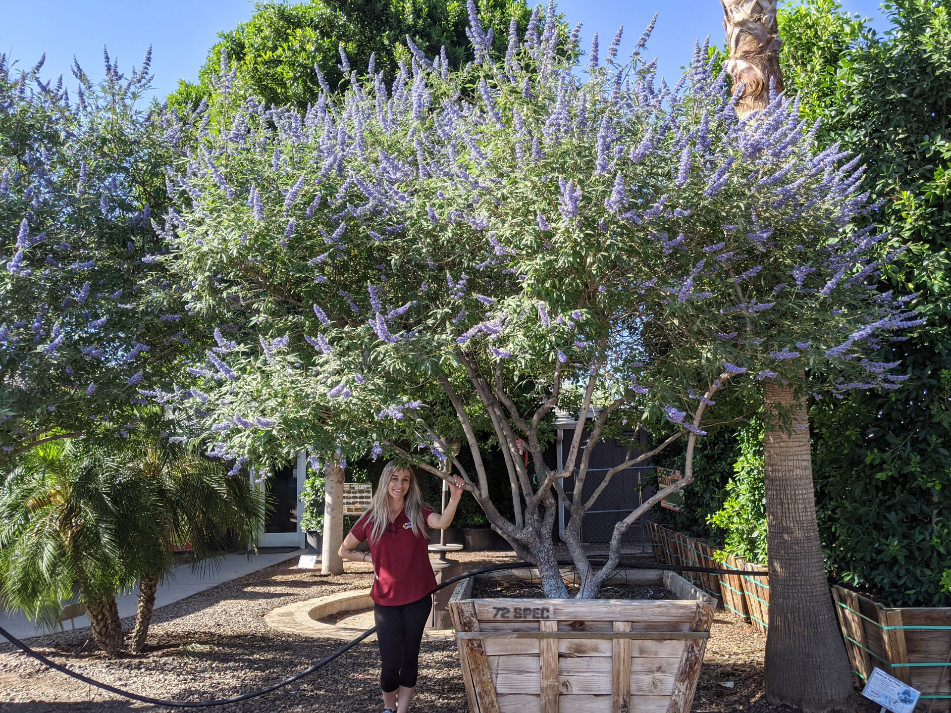 The Essential Guide To Drought Tolerant Plants For Texas