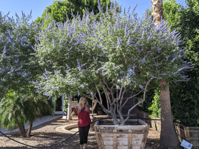 Vitex tree desert lilac for sale at moon valley nurseries