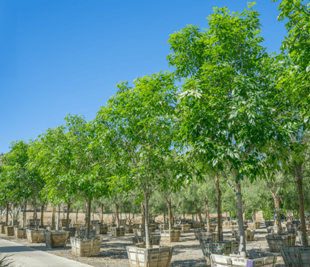 Majestic Ash Trees