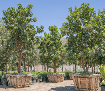 Strawberry Trees