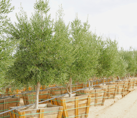 Manzanillo Olive Trees