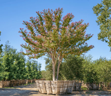 Crape Myrtle