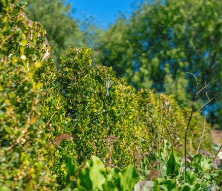 Japanese Boxwood