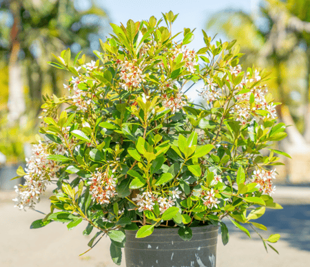 Indian Hawthorn