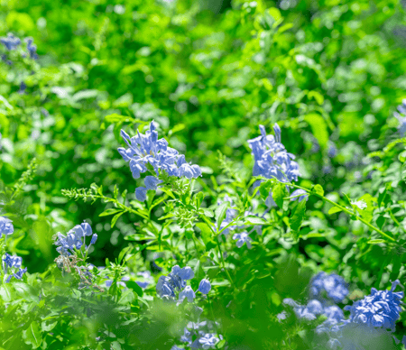 Cape Plumbago Blooms