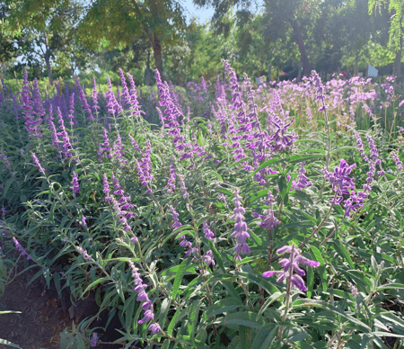 Mexican Bush Sage