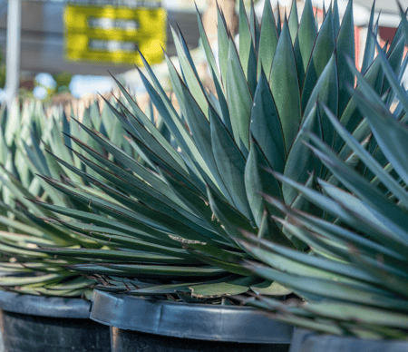 Blue Glow Agaves