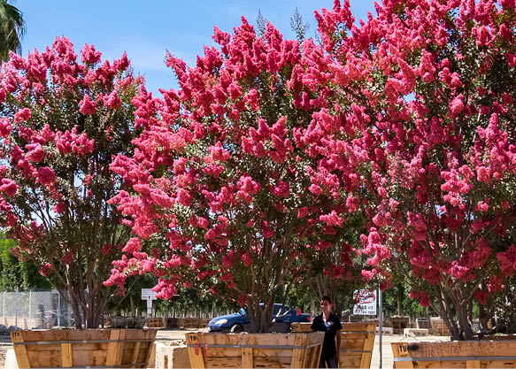 crape myrtles in containers at nursery