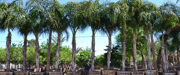 queen palms